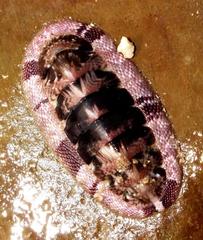 Rhyssoplax polita
