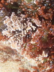 Amphiroa anceps