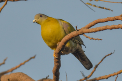Treron phoenicopterus