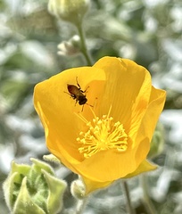 Macrotera