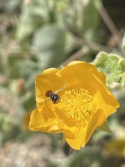 Macrotera