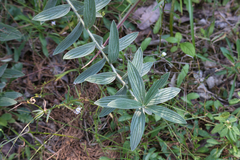 Lithospermum parviflorum
