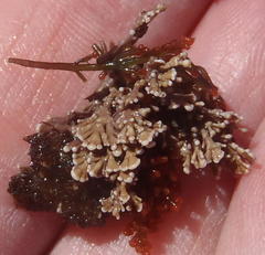 Amphiroa anceps