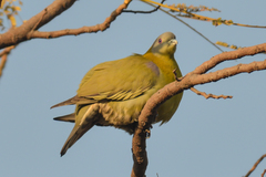 Treron phoenicopterus