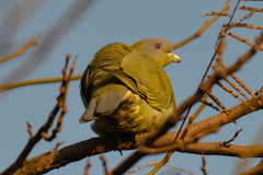 Treron phoenicopterus