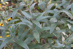 Lithospermum parviflorum
