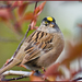 Golden-crowned Sparrow - Photo (c) Terry & Julie, some rights reserved (CC BY-NC-SA)