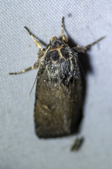 Proteuxoa hypochalchis