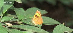 Pterodecta felderi
