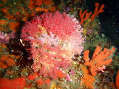Melithaea rubra