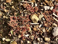 Crassula decumbens