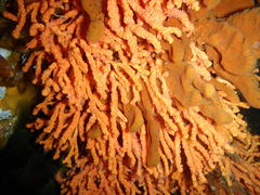 Melithaea rubra