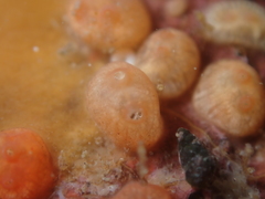 Metandrocarpa protostigmatica