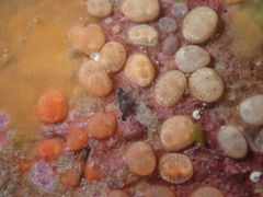 Metandrocarpa protostigmatica