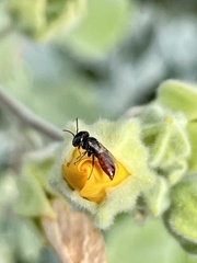 Macrotera