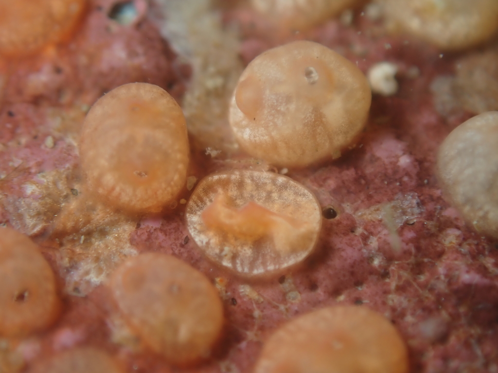 Metandrocarpa protostigmatica