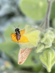 Macrotera