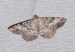 Macaria granitata
