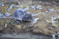 Sorex palustris