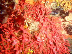 Melithaea rubra