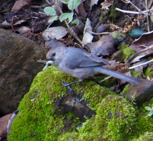 iNaturalist observation photo of Bushtit