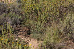 Aspalathus alpestris