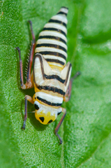 Agrosoma placetis