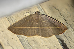 Nothomiza achromaria