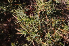 Aspalathus alpestris