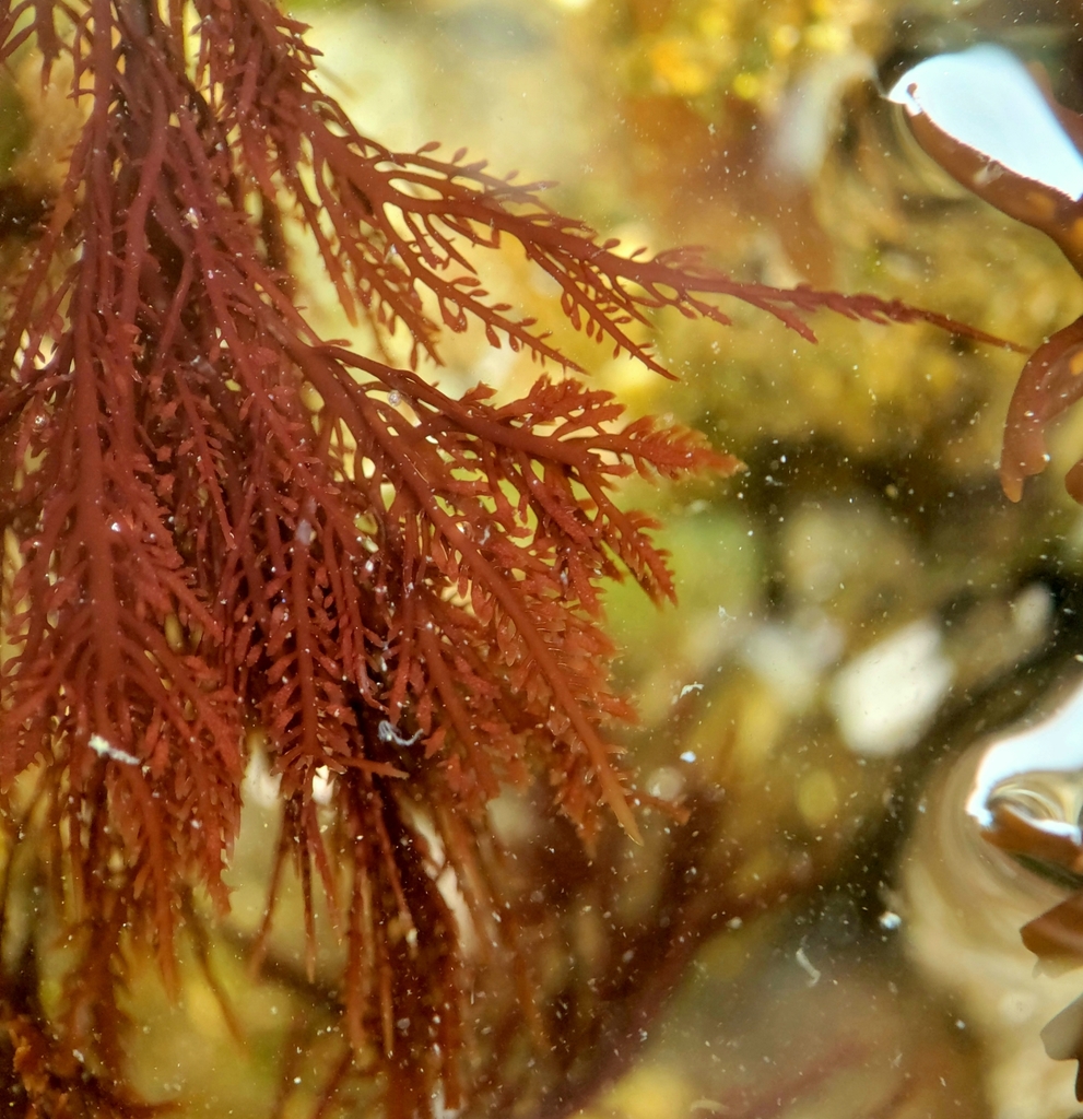 Gelidiaceae