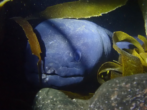 Common conger-eel (Conger verreauxi) — Congridae — 5