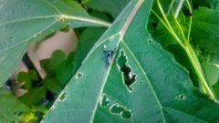 Paraphidippus aurantius