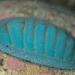Blue Green Chiton and Allies - Photo (c) Luca Davenport-Thomas, some rights reserved (CC BY-NC), uploaded by Luca Davenport-Thomas