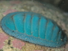 Blue Green Chiton and Allies - Photo (c) Luca Davenport-Thomas, some rights reserved (CC BY-SA), uploaded by Luca Davenport-Thomas