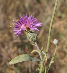 Centaurea scabiosa adpressa