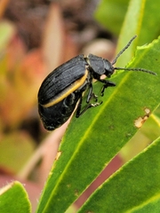 Galeruca rudis
