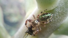 Paraphidippus aurantius