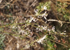 Asperula tenella