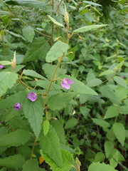 Howittia trilocularis