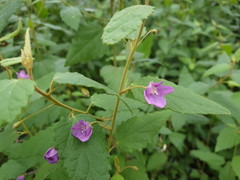 Howittia trilocularis