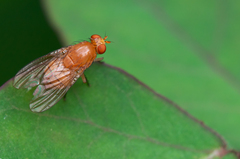 Sapromyza tuberculosa