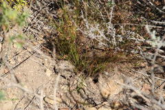 Ficinia overbergensis