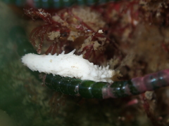Cucumariidae