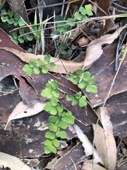 Adiantum atroviride