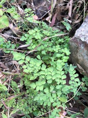 Adiantum atroviride