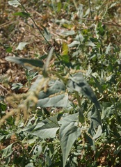 Atriplex micrantha