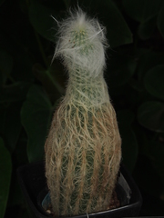 Espostoa