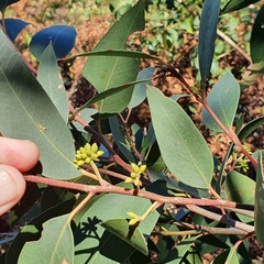 Eucalyptus capitellata