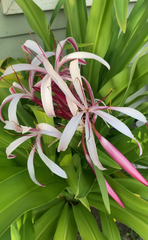 Crinum × amabile