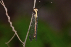 Ascalohybris subjacens